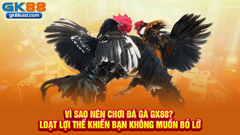 Vì Sao Nên Chơi Đá Gà GK88? Loạt Lợi Thế Khiến Bạn Không Muốn Bỏ Lỡ